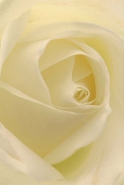 Held within the close embrace of this image, a flawless ivory rose blooms in tranquil perfection, its petals softly unfurling inwards like the spiral of a Nunhead lane. Every velvety layer is illuminated by gentle, diffused light, lending soft creams and pale lemon hues that seem to glow from within. The atmosphere echoes the peacefulness found on Sunday mornings by Peckham Rye Park, where calm and hope mingle on the breeze. Each petal's subtle translucence coupled with their elegantly curling edges evokes an almost tactile sense-fingertips itching to explore their fine texture and creamy smoothness. It's easy to imagine the soothing, faint floral fragrance curling through the air, bringing comfort to those in need of solace or marking turning points with grace. Whether arranged for an anniversary, to honour a memory, or as a quiet token from Flower Delivery Nunhead's local studio, the rose's timeless silhouette and layered depths embody a sense of thoughtful artistry rooted in the community. This is a bloom that balances tenderness with dignity-a cherished choice for heartfelt occasions across Nunhead, from Ivydale Road homes to gatherings at St. Antony's Church.